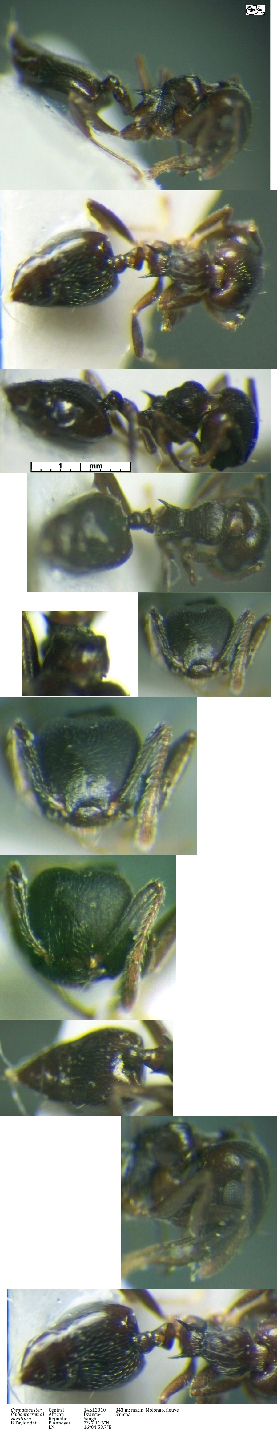 Crematogaster zavattarii worker