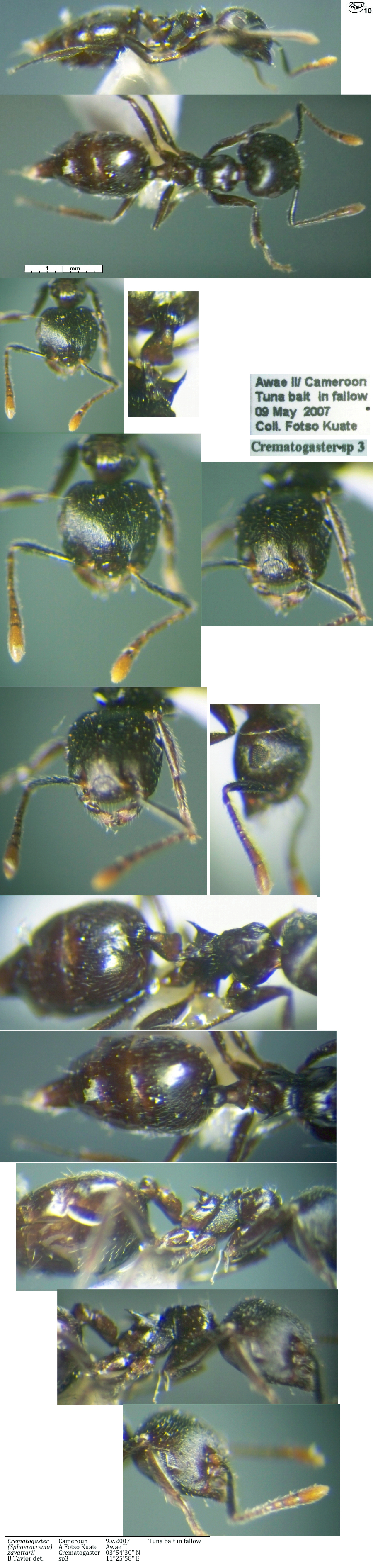 Crematogaster zavattarii worker