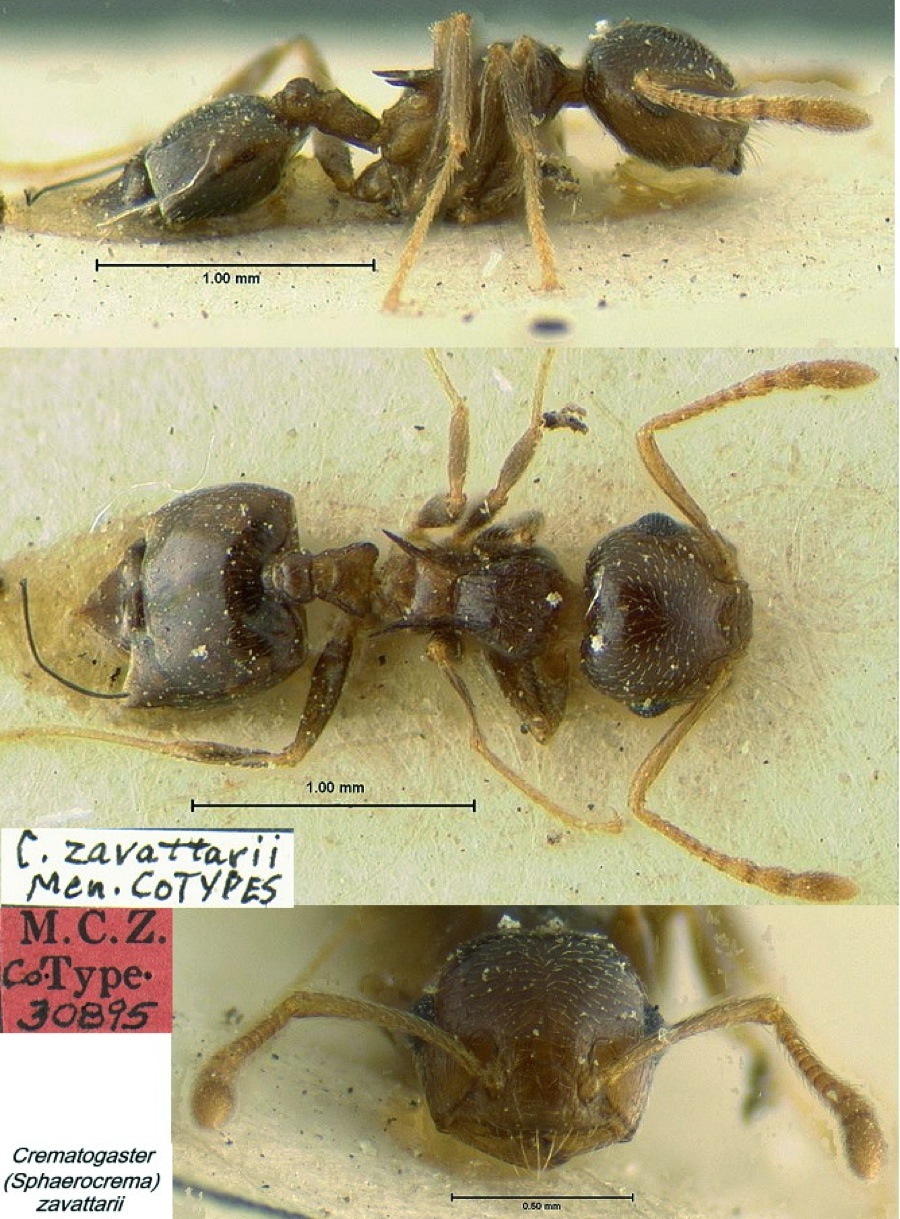 {Crematogaster (Sph.) zavattarii}