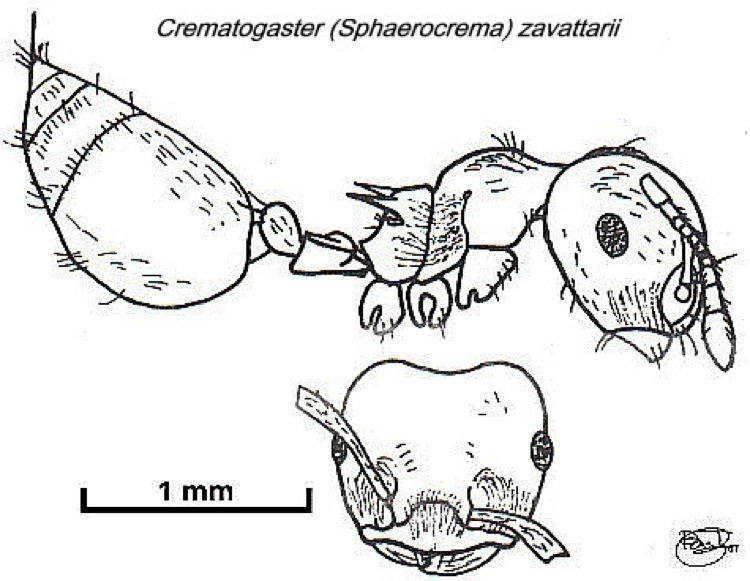 {Crematogaster species}