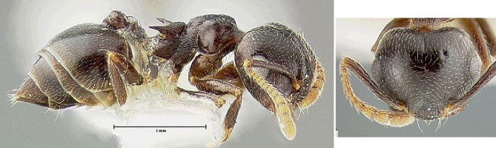 {Crematogaster zonacaciae}