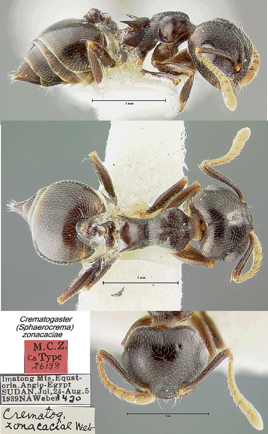 {Crematogaster (Sph.) zonacaciae}