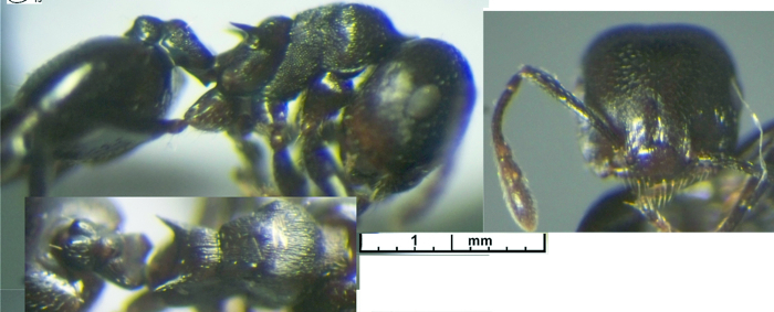 {Crematogaster sp F970}