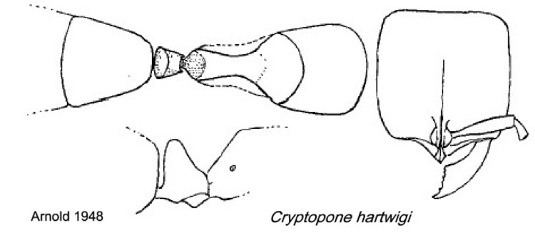 {Cryptopone hartwigi}