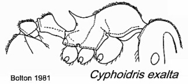 {Cyphoidris exalta}