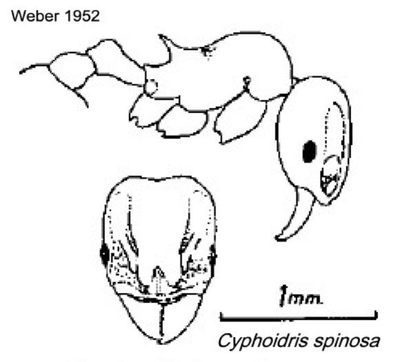 {Cyphoidris spinosa}