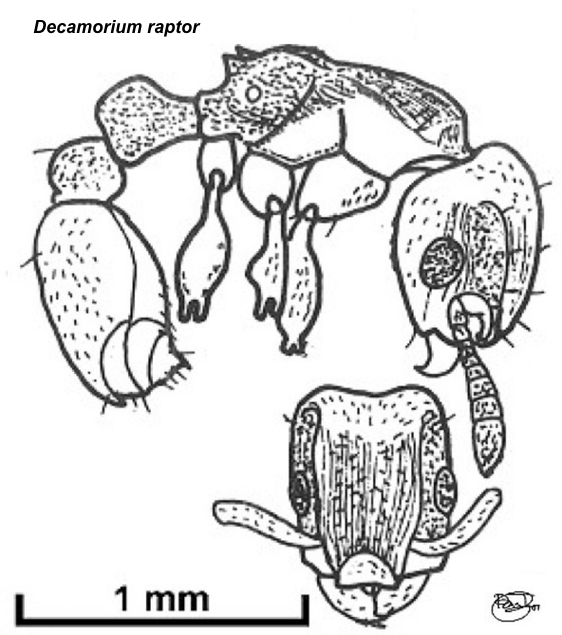 Decamorium raptor