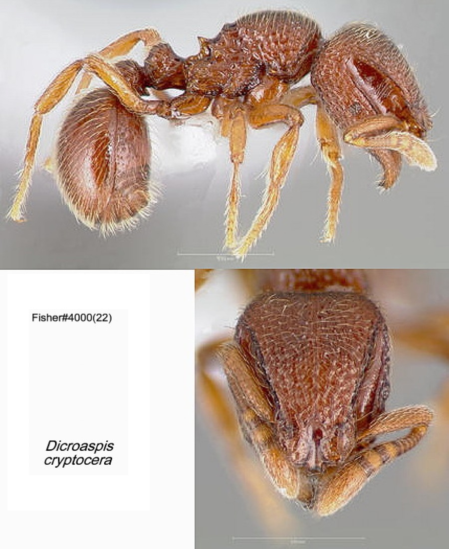 {Dicroaspis cryptocera}