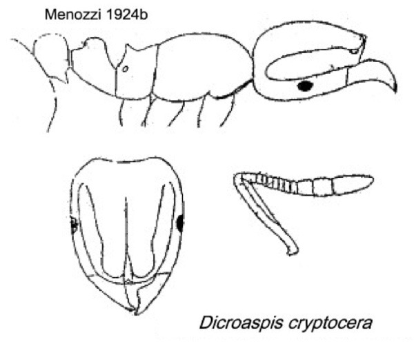 {Dicroaspis cryptocera