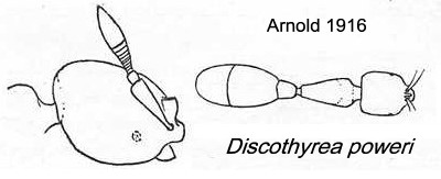 {Discothyrea poweri}