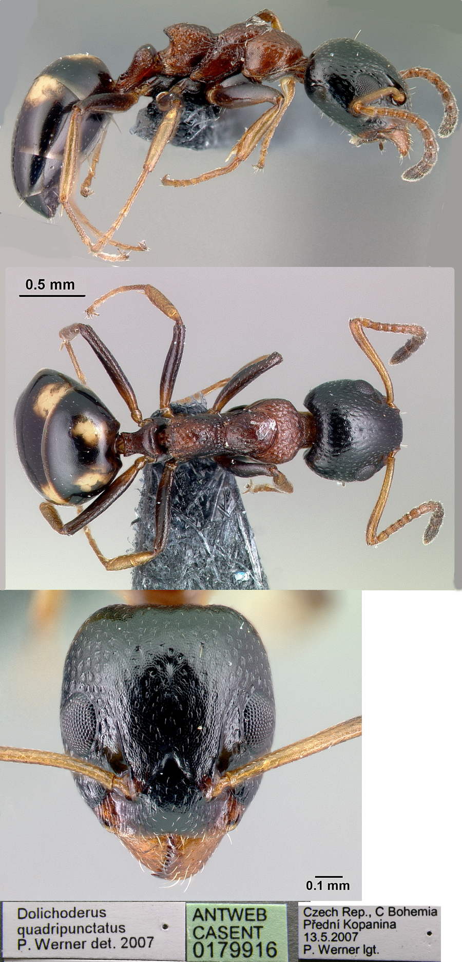 {Dolichoderus quadripunctatus}