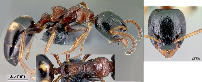 Dolichoderus quadripunctatus