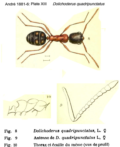 {Dolichoderus quadripunctatus}
