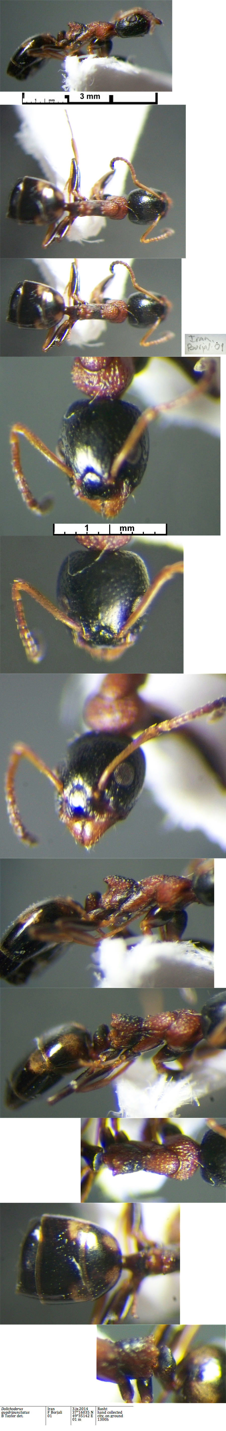 {Dolichoderus quadripunctatus}