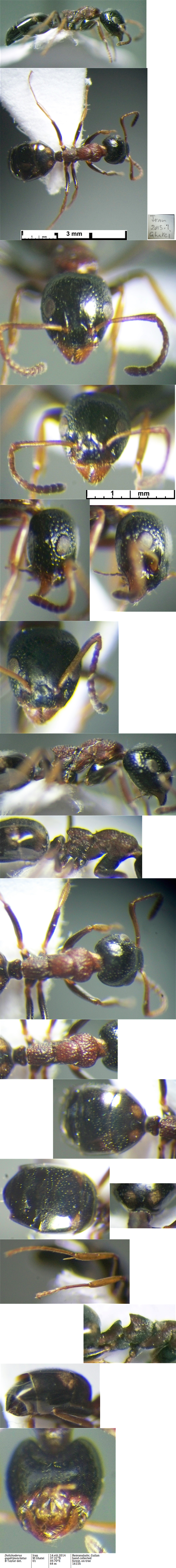 {Dolichoderus quadripunctatus}