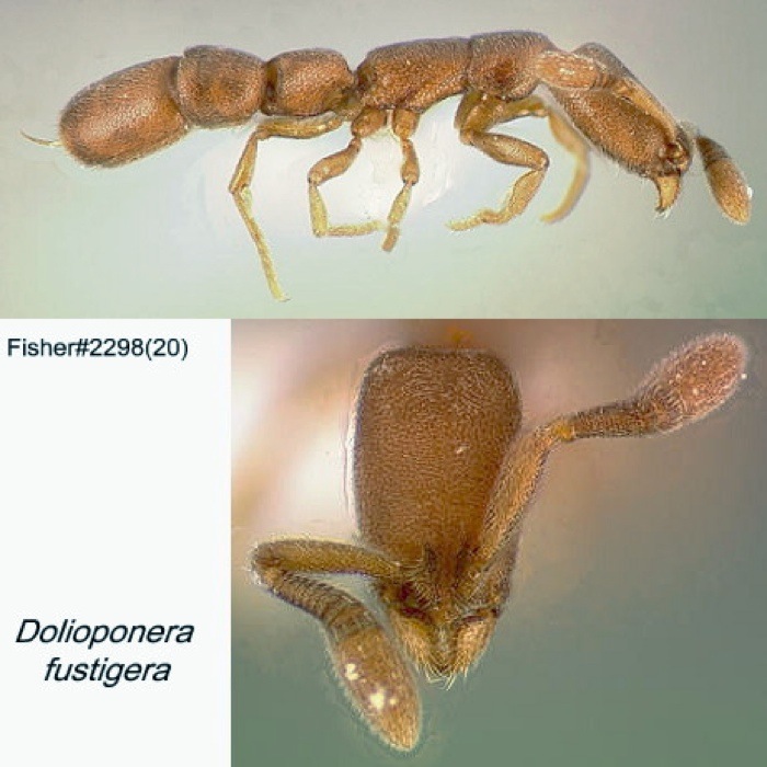 {Dolioponera fustigera}