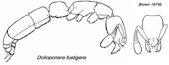 {Dolioponera fustigera}