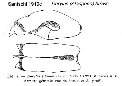 {Dorylus brevis male genitalia}