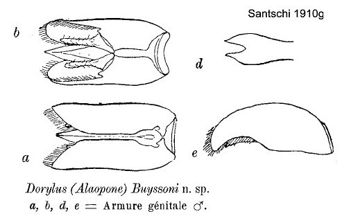 {Dorylus buyssoni male genitalia}