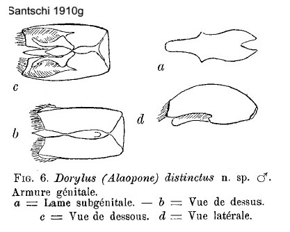 {Dolylus distinctus male genitalia}