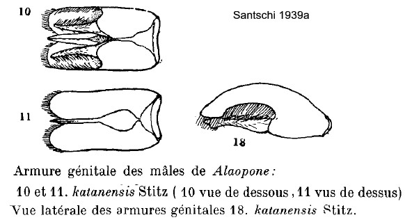 {Dorylus katanensis male genitalia}