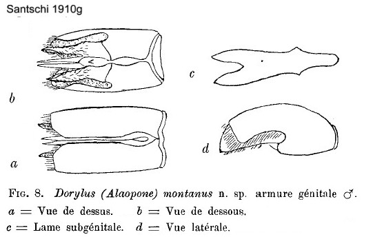 {Dolylus montanus male genitalia}