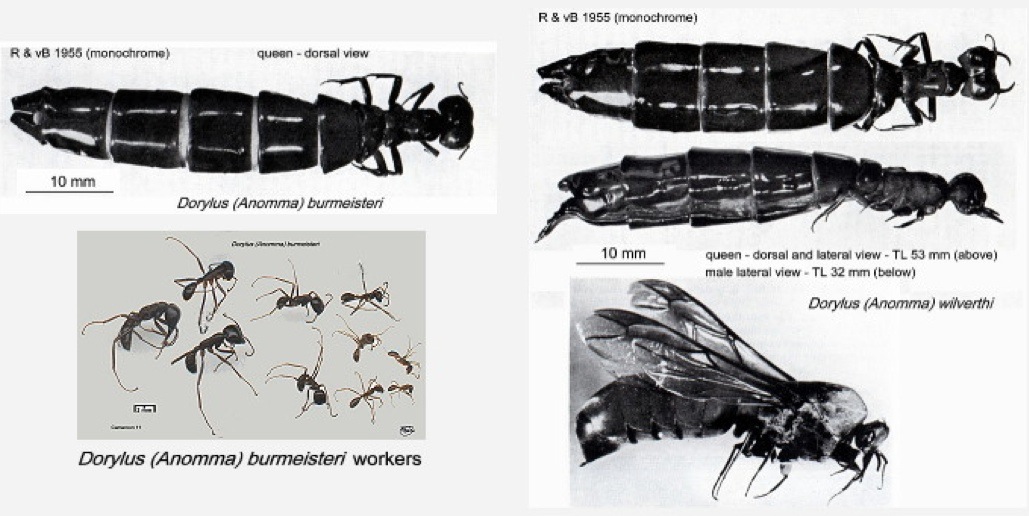 {Anomma life stages}