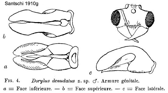 {Dorylus denudatus}