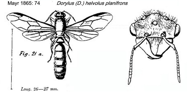 {Dorylus helvolus}