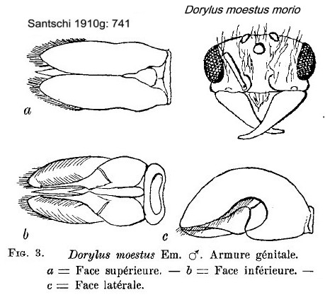 {Dorylus morio}