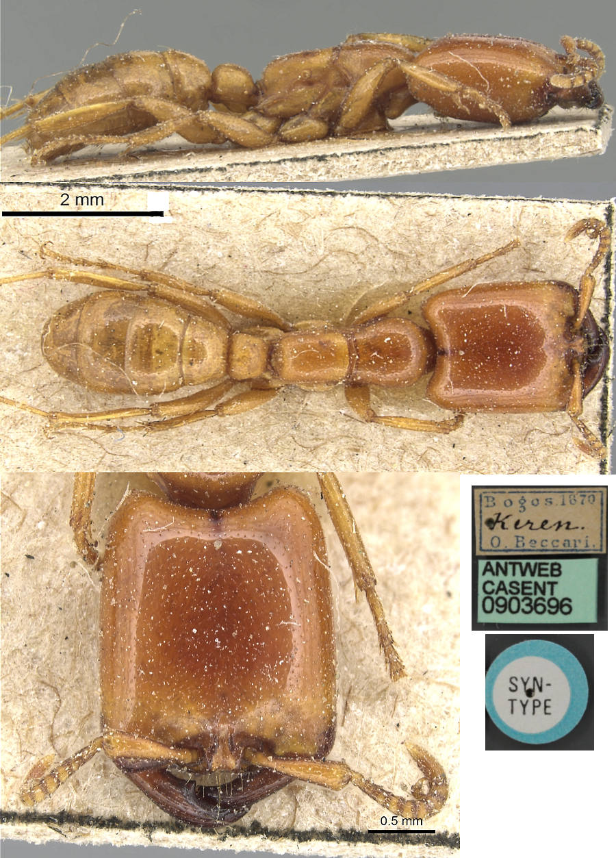 Dorylus aegyotiacus major