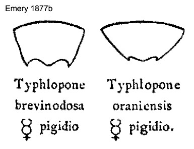 {Dorylus aegyptiacus worker pygidium}