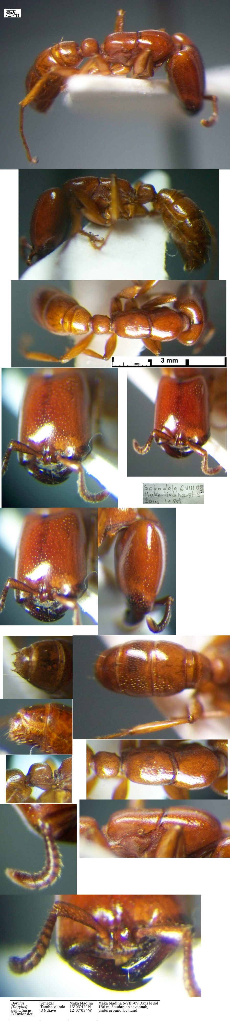 {Dorylus aegyptiacus major}