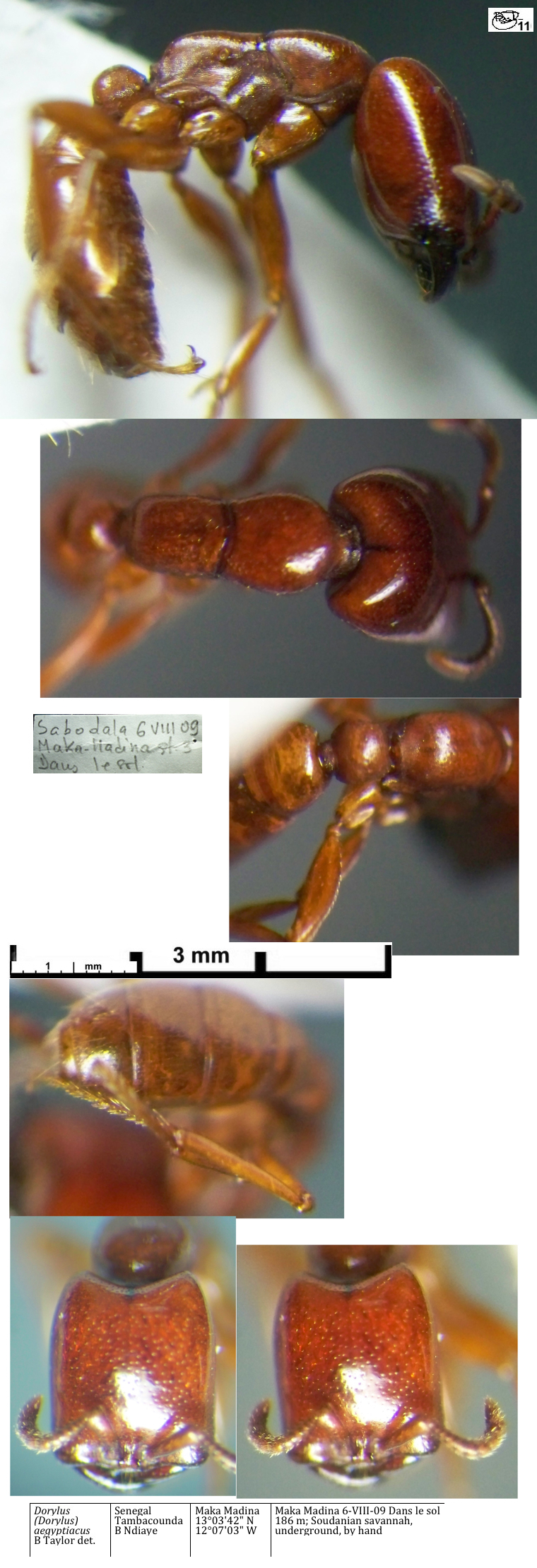 {Dorylus aegyptiacus media}