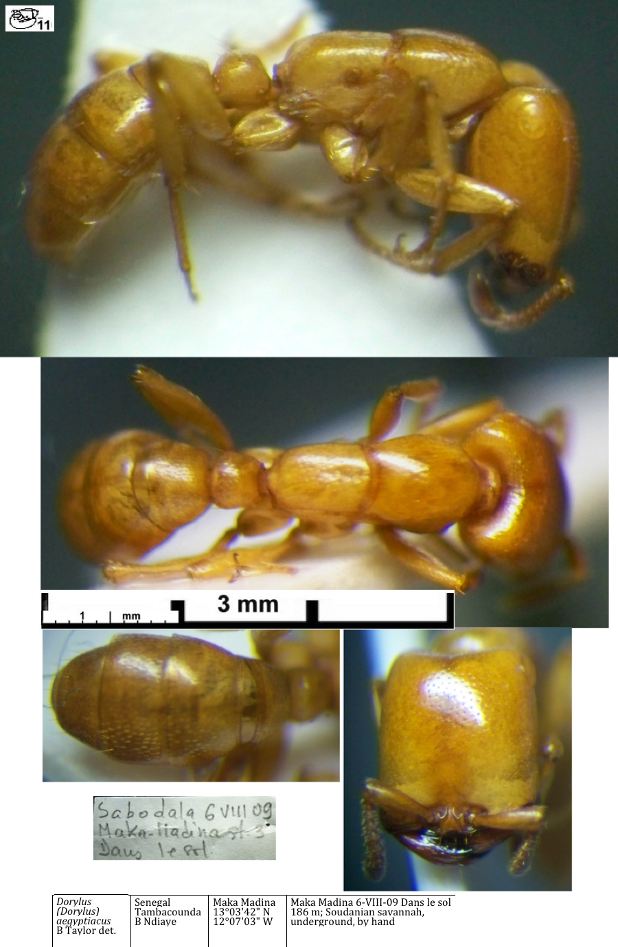 {Dorylus aegyptiacus media}