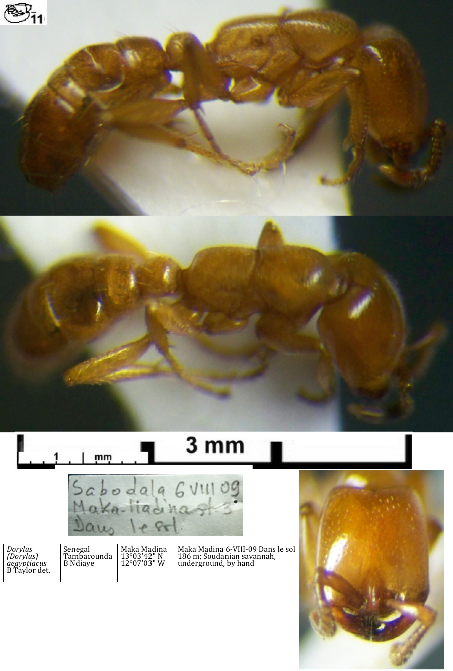 {Dorylus aegyptiacus media}