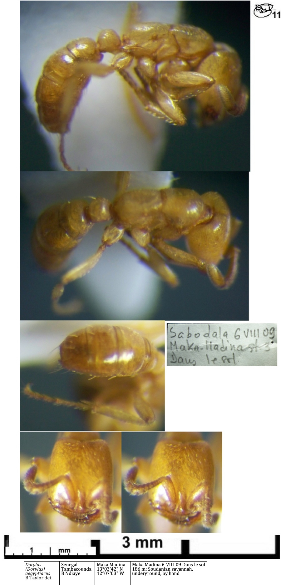{Dorylus aegyptiacus media}
