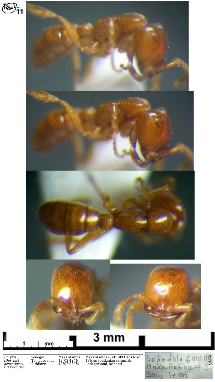 {Dorylus aegyptiacus media}