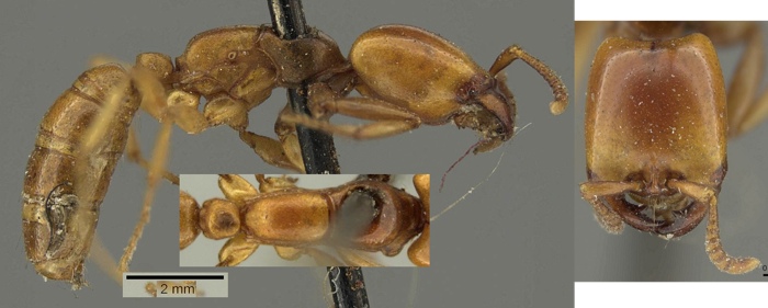 Dorylus brevinodosus worker