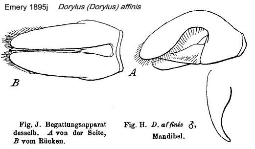 Dorylus affinis male