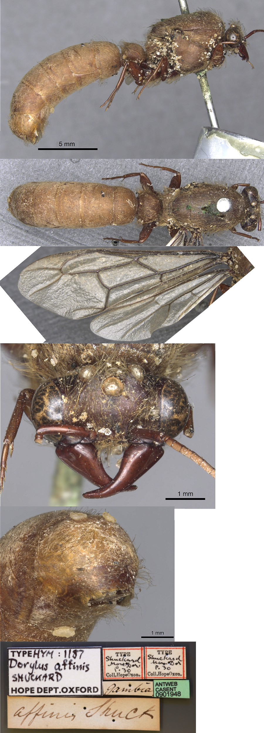 {Dorylus affinis holotype male}