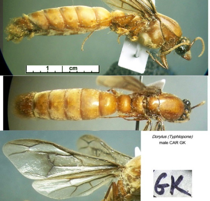 {Dorylus annoyeri male CAR GK}