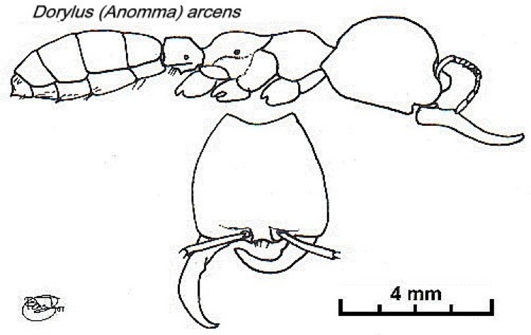 {Dorylus arcens Nigeria}
