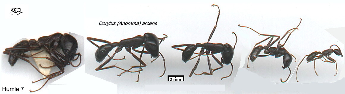 {Dorylus arcens polymorphism}