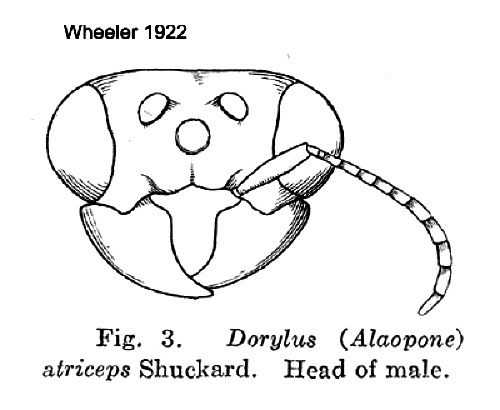 {Dorylus atriceps male head}