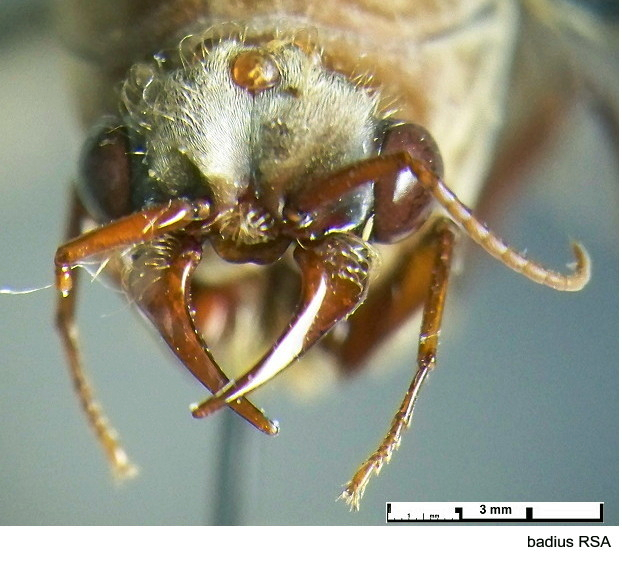 {Dorylus badius male head}