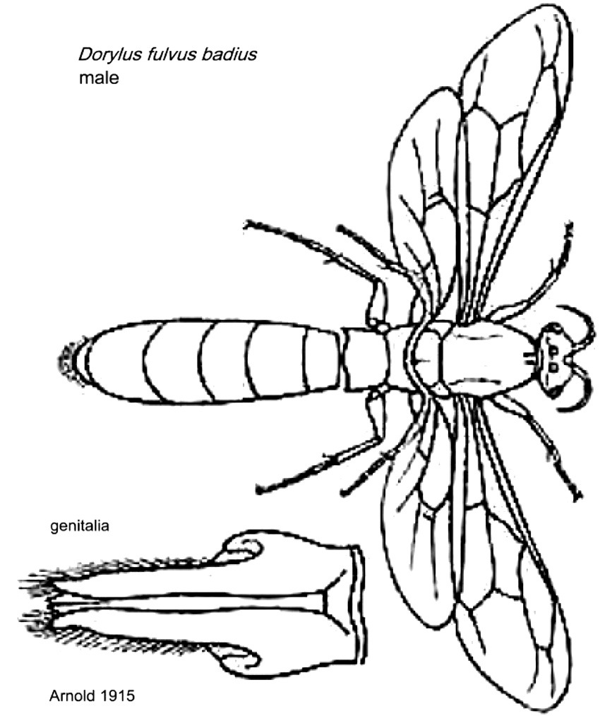 {Dorylus badius male}