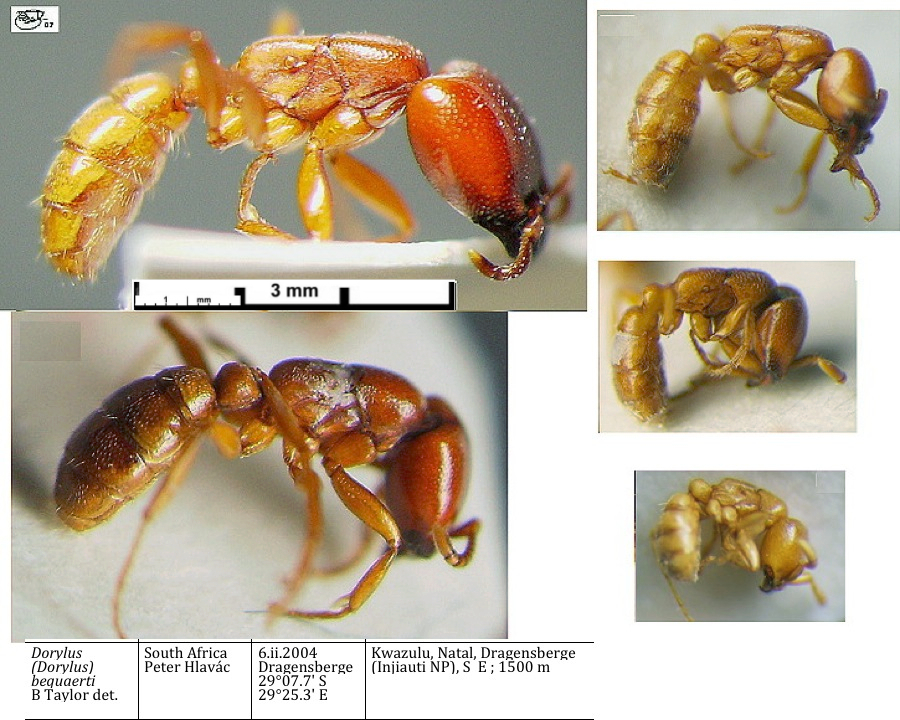 {Dorylus (D.) bequaerti polymorphism