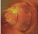 {Dorylus (Dorylus) bequaerti pygidium}