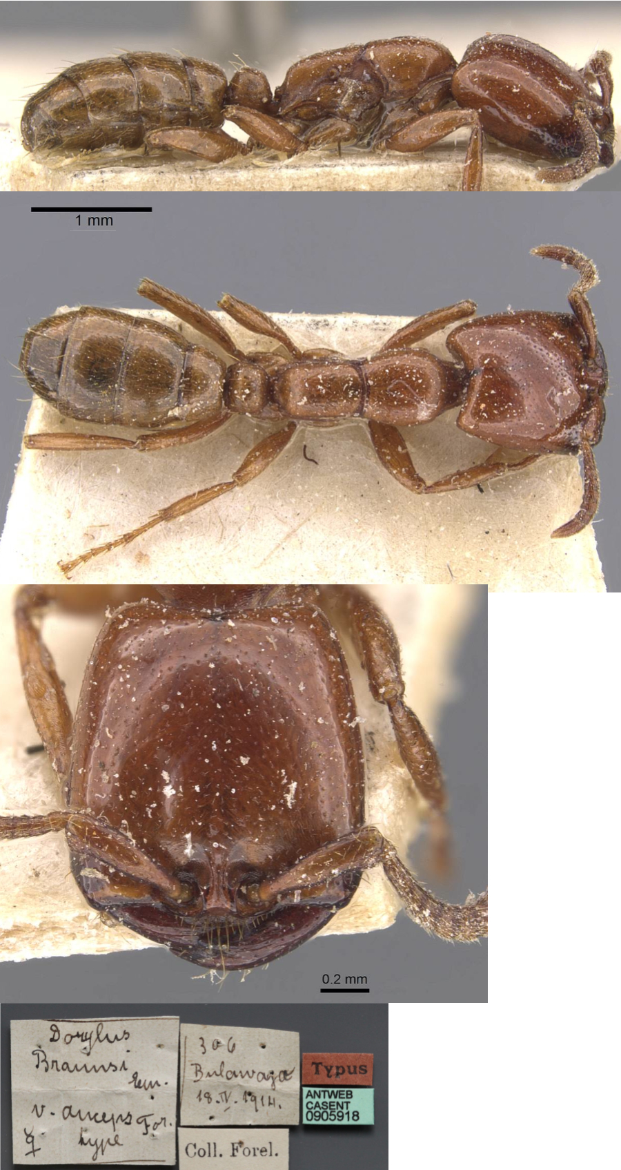 Dorylus braunsi anceps